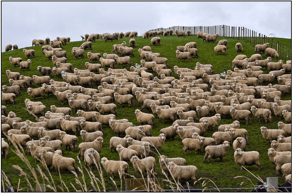 Sheep (Leo Lamb 5) image
